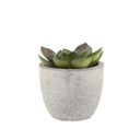 CAMAS - Artificial Succulent Plant in Pulp Pot